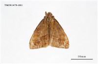 藏品(毒蛾科)的圖片